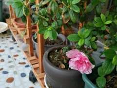 杜鹃下山桩差点没熬过去夏天 图片