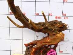 杜鹃下山桩没养活为什么不要施肥 图片