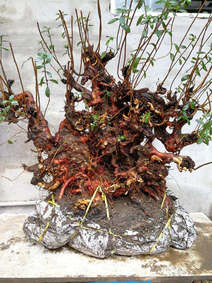 为什么杜鹃下山桩要才可以活