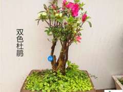 为什么杜鹃下山桩要才可以活 图片