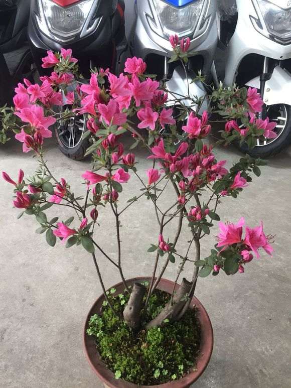 杜鹃下山桩很好养