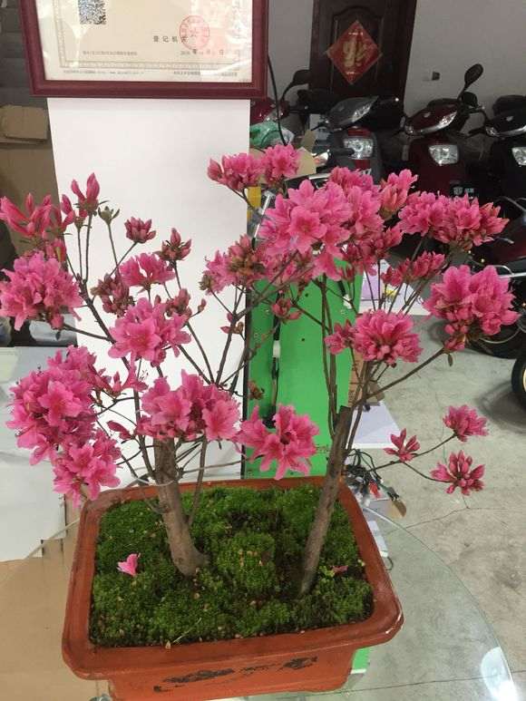 杜鹃下山桩很好养