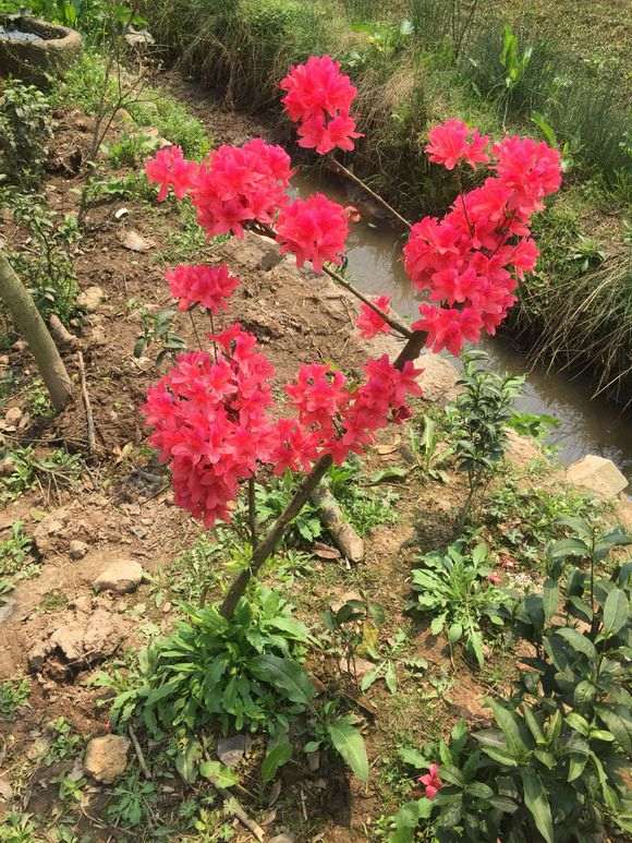 杜鹃下山桩很好养