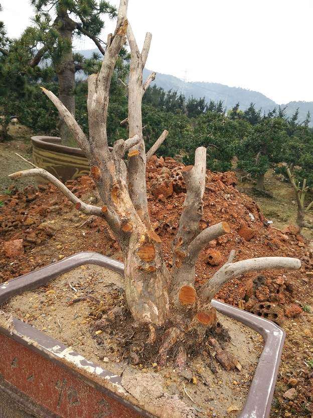 为什么杜鹃下山桩用鹿沼土养殖最好