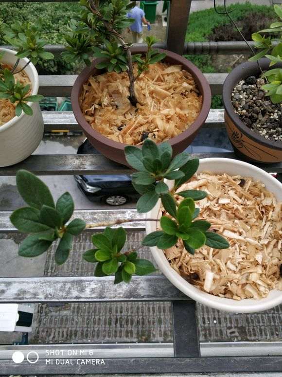 夏季气温高最好不要养杜鹃下山桩 图片