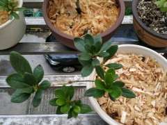 夏季气温高最好不要养杜鹃下山桩 图片