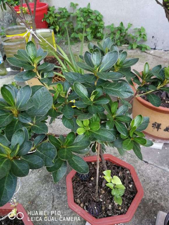 五宝系杜鹃下山桩老叶都有黑斑 怎么办