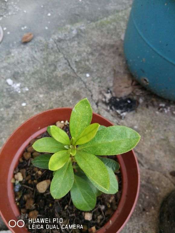 五宝系杜鹃下山桩老叶都有黑斑 怎么办