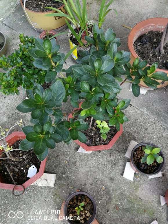 五宝系杜鹃下山桩老叶都有黑斑 怎么办