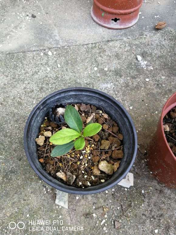 五宝系杜鹃下山桩老叶都有黑斑 怎么办