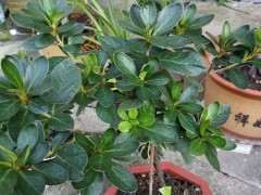 五宝系杜鹃下山桩老叶都有黑斑 怎么办