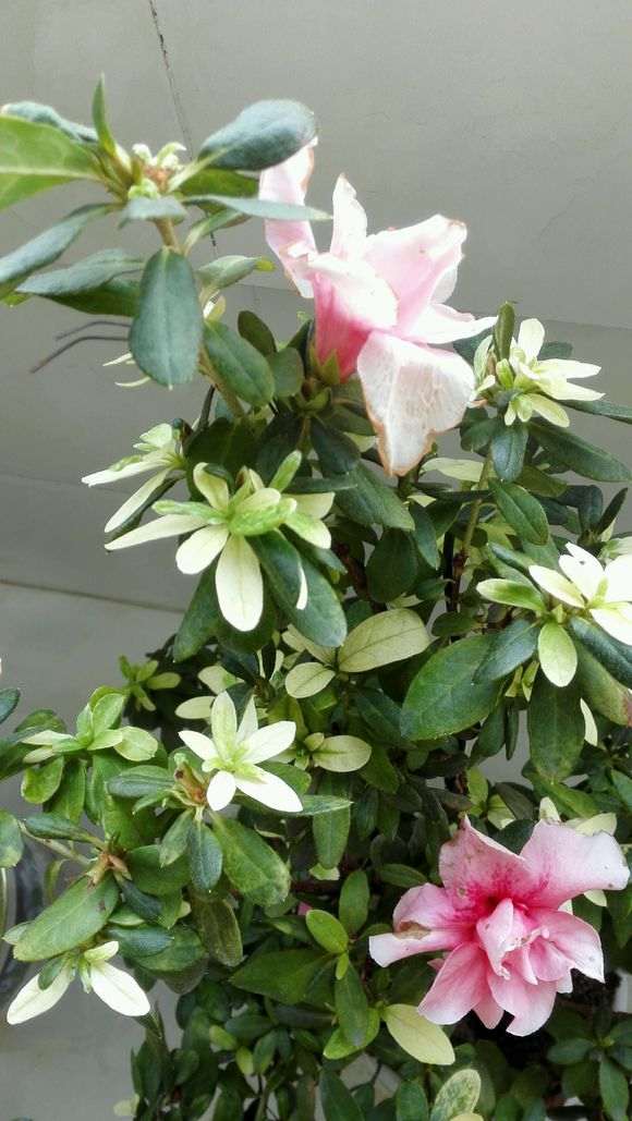 杜鹃下山桩老叶有下垂 怎么办 图片