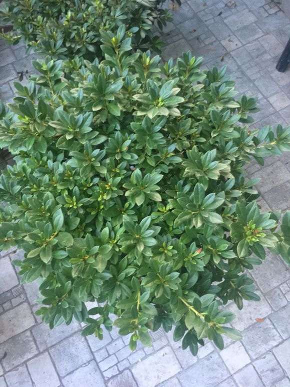 杜鹃下山桩老叶有下垂 怎么办 图片