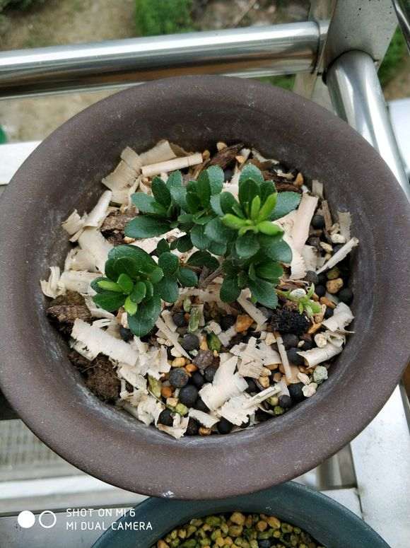 杜鹃下山桩老叶有下垂 怎么办 图片