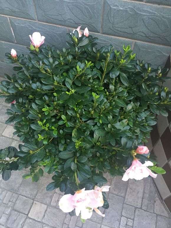 杜鹃下山桩老叶有下垂 怎么办 图片