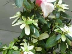 杜鹃下山桩老叶有下垂 怎么办 图片