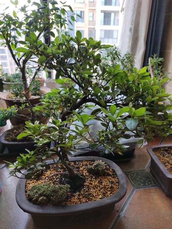 杜鹃下山桩的新叶正常 怎么施肥 图片