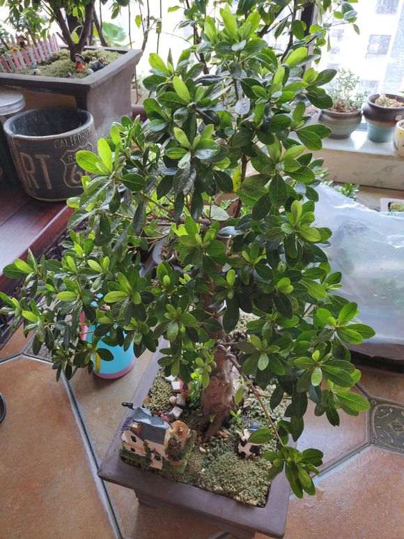 杜鹃下山桩的新叶正常 怎么施肥 图片