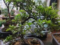 杜鹃下山桩的新叶正常 怎么施肥 图片