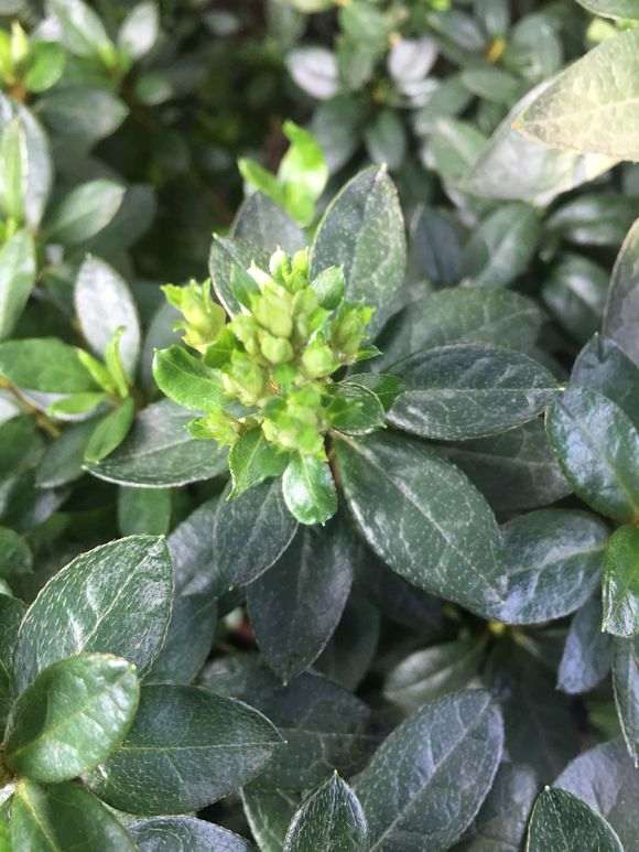 杜鹃下山桩怎么施肥 叶子才会油亮 图片