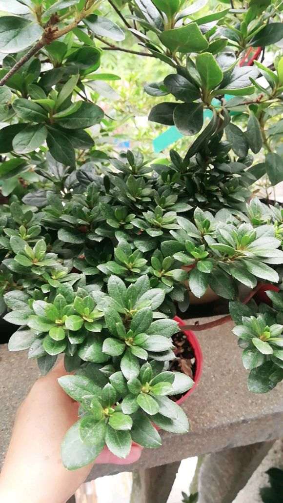 杜鹃下山桩怎么施肥