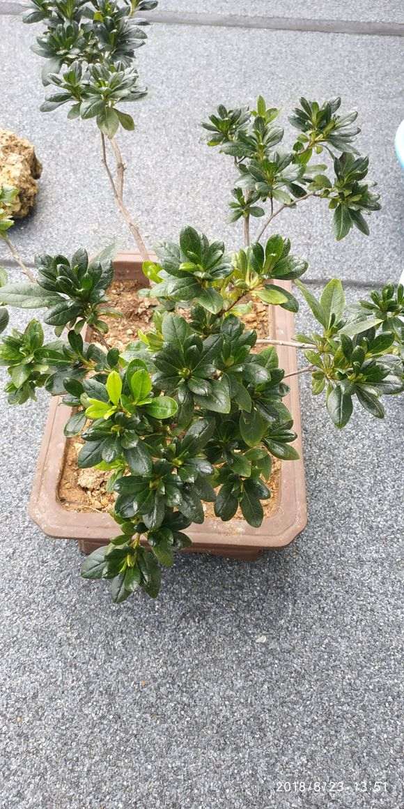 杜鹃下山桩怎么施肥