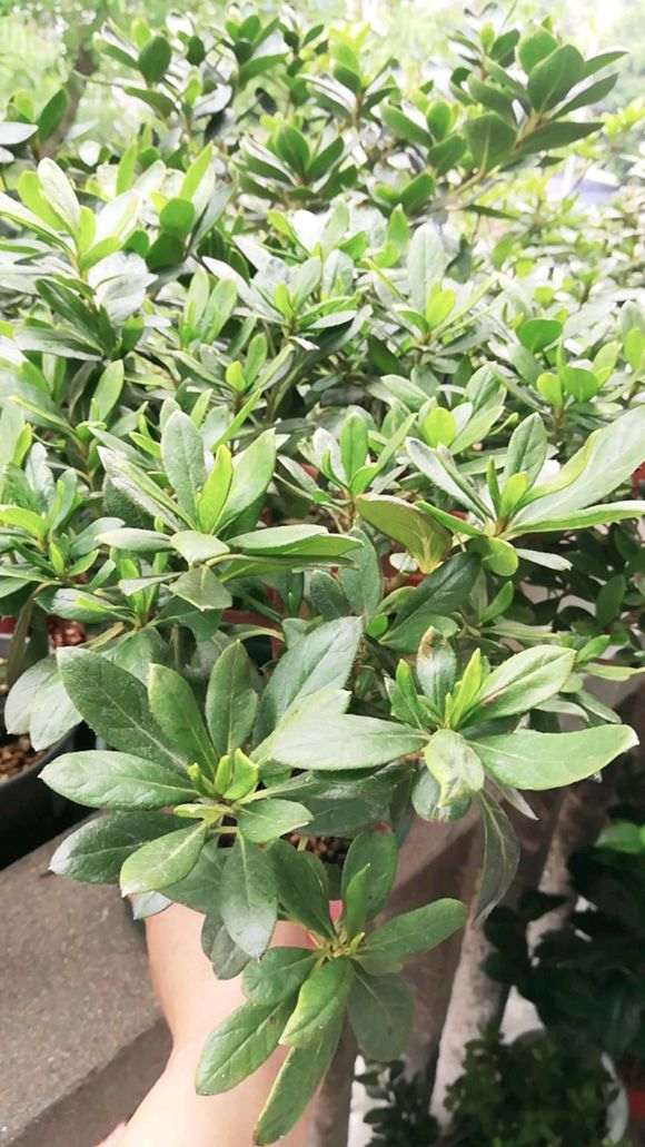 杜鹃下山桩怎么施肥