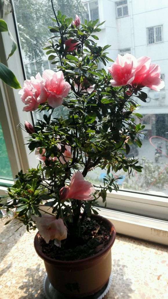 高温养杜鹃下山桩很受伤 容易死 图片