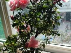 高温养杜鹃下山桩很受伤 容易死 图片