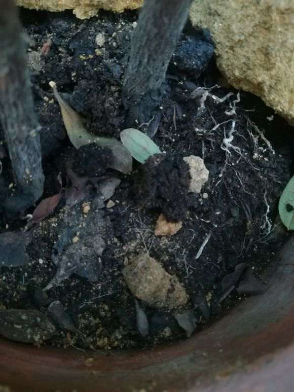 北京什么品种的杜鹃下山桩 最好养 图片