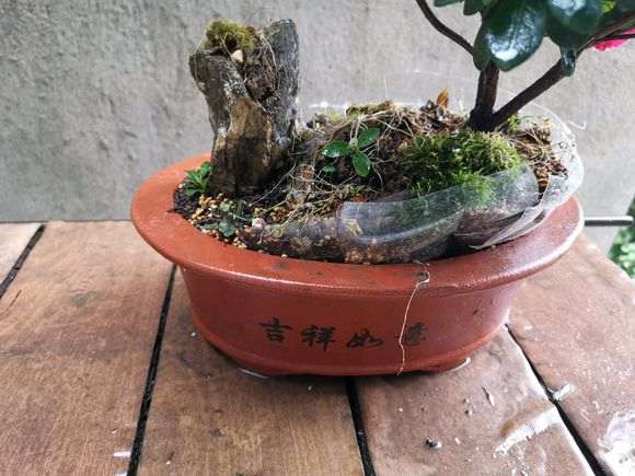 让大家欣赏一下我家杜鹃下山桩