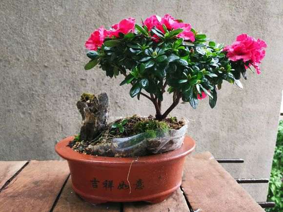 让大家欣赏一下我家杜鹃下山桩