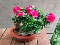 让大家欣赏一下我家杜鹃下山桩 图片