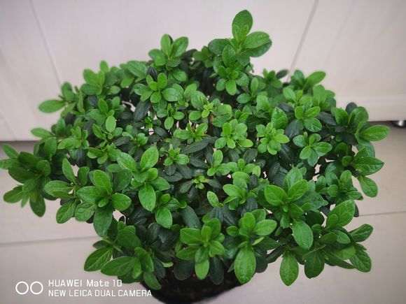 我谈谈怎么养杜鹃下山桩的方法