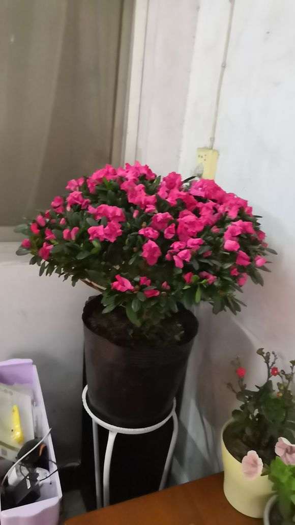 我谈谈怎么养杜鹃下山桩的方法