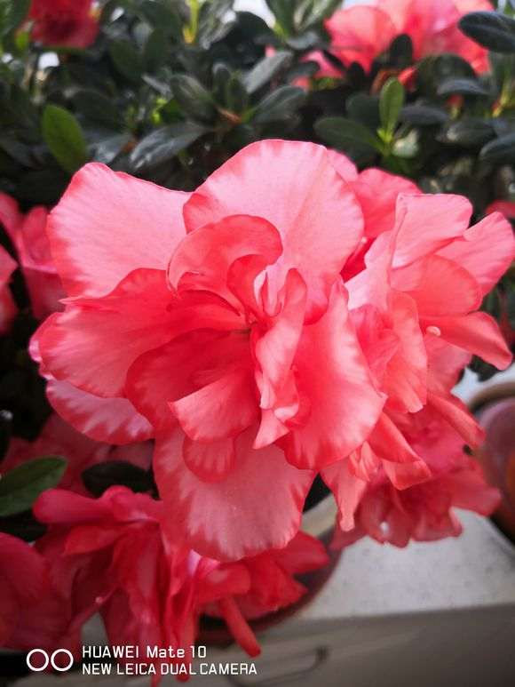 我谈谈怎么养杜鹃下山桩的方法