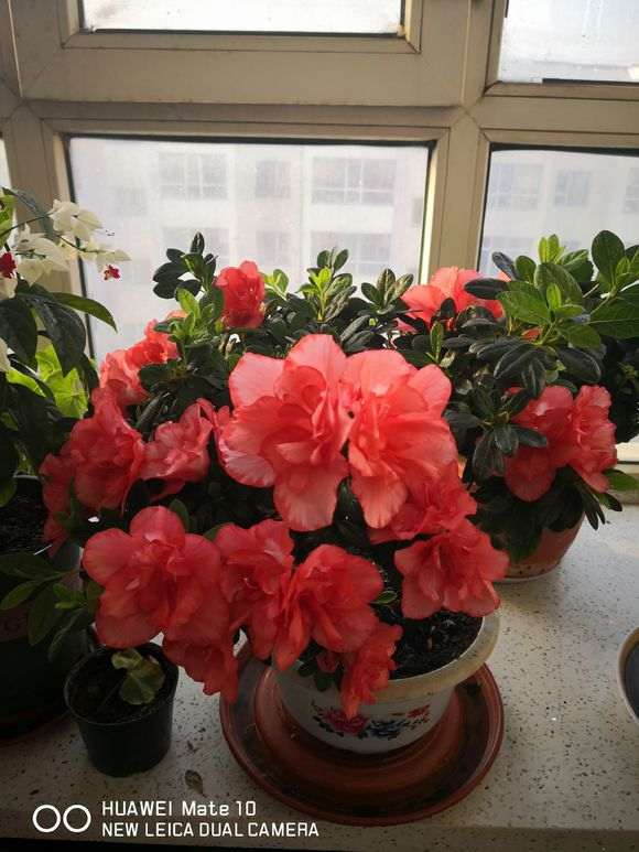 我谈谈怎么养杜鹃下山桩的方法