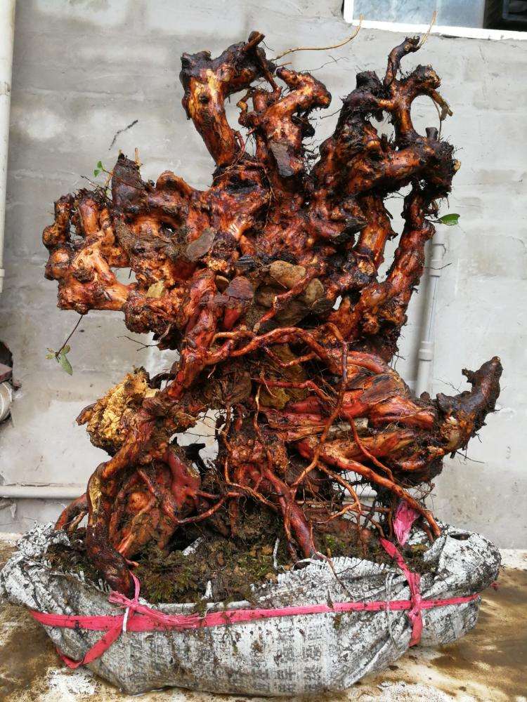 杜鹃下山桩怎么用土的方法