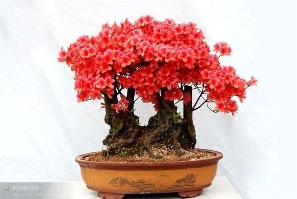 杜鹃下山桩怎么用土的方法