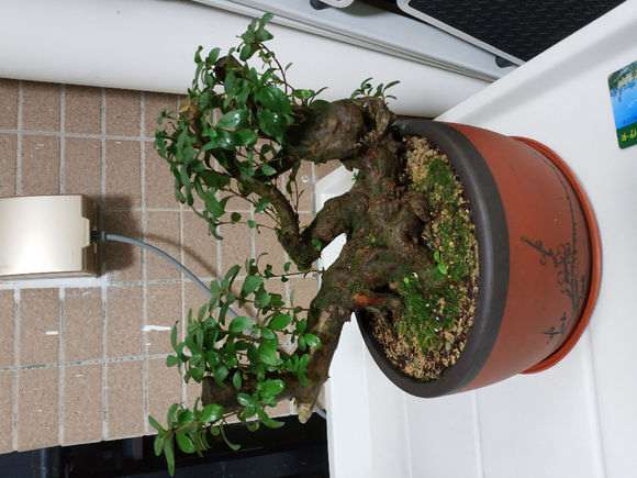 腐叶土加泥碳可以种植杜鹃下山桩吗