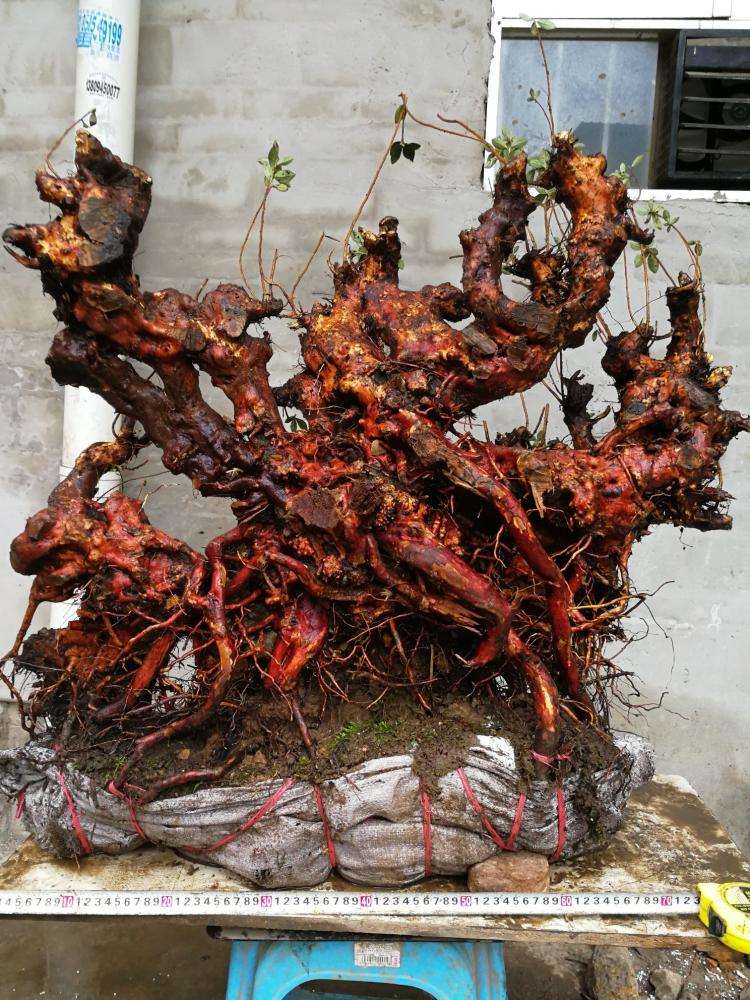 腐叶土加泥碳可以种植杜鹃下山桩吗