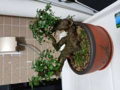 腐叶土加泥碳可以种植杜鹃下山桩吗 图片