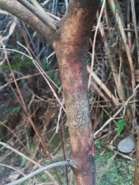 叶缘有锯齿是杜鹃下山桩特征么 图片