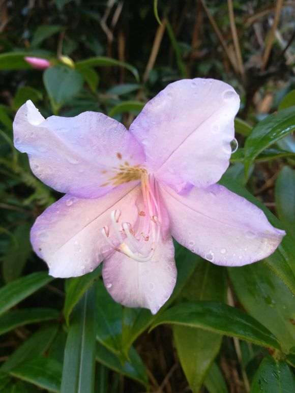 叶缘有锯齿是杜鹃下山桩特征么 图片