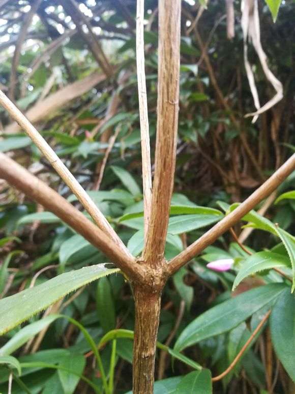 叶缘有锯齿是杜鹃下山桩特征么 图片