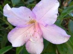 叶缘有锯齿是杜鹃下山桩特征么 图片