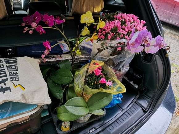 这棵杜鹃下山桩150元 贵吗 图片