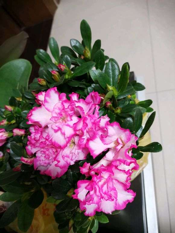 这棵杜鹃下山桩150元 贵吗 图片