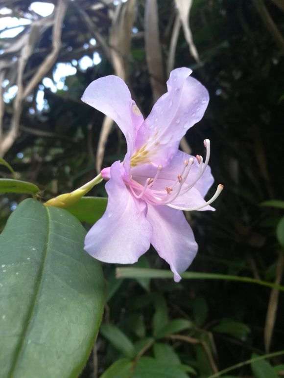 这棵杜鹃下山桩150元 贵吗 图片