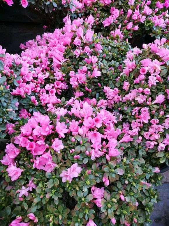 这棵杜鹃下山桩150元 贵吗 图片